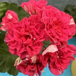 Puede incluir: Primer plano de vibrantes flores de geranio rosa con pétalos rizados y toques de blanco. Las flores agrupadas están completamente enfocadas, mostrando sus intrincadas texturas y su rico color. Las hojas verdes proporcionan un fondo contrastante, resaltando el arreglo floral.