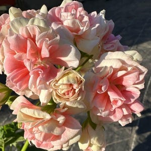 Può includere: Un mazzo di fiori di geranio rosa e bianco con petali arricciati. I fiori sono in piena fioritura e hanno un aspetto delicato e femminile.