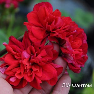 May include: A cluster of vibrant red geranium flowers with multiple layers of ruffled petals. The blossoms exhibit a deep, saturated crimson hue with subtle hints of lighter pink on the inner petal edges. The text "ЛіА Фантом" is visible.