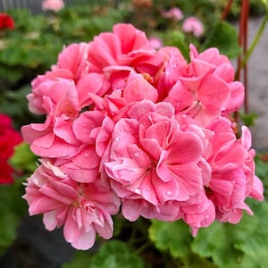 Pelargonium LiA Vera: Rare Flowering Geranium Plant (9cm Pot)