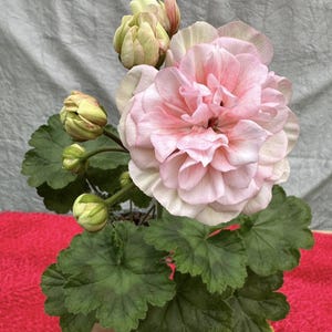Lia Pelargonium Plant  Sun Kiss (2025): Unique Flowering Variety - Easy Care Houseplant