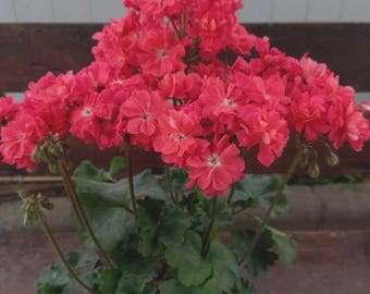 PG Rosi / Esqueje enraizado / Pelargonium zonartic raro / Geranio de floración compacta / Planta viva / Variedad de coleccionista