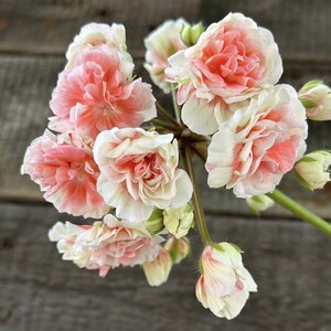 Può includere: Un grappolo di fiori di geranio con petali arricciati in tonalità rosa corallo tenue e bianco crema. L'infiorescenza è composta da diversi fiorellini sbocciati e da alcuni boccioli chiusi attaccati a sottili steli verde chiaro.