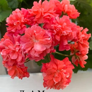 Puede incluir: Primer plano de un grupo de flores de geranio de color rosa brillante. Las flores están en plena floración y tienen un aspecto delicado y arrugado. El texto "ЛиА Маринэль" es visible en la parte inferior de la imagen.