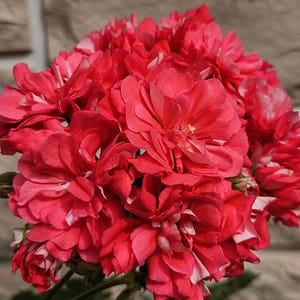 May include: A dense cluster of vibrant coral-red geranium flowers featuring multiple layers of ruffled petals with subtle white highlights on the edges of some petals, creating a full, rounded floral bloom with a bright and saturated appearance.
