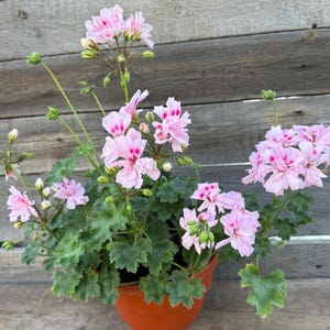 Pelargonium Lia Leilani - Plante à fleurs rare, facile à cultiver, géranium en pot, plante d'intérieur, plante d'extérieur et d'intérieur