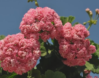 Pelargonium Australian Pink: Sällsynt blommande pelargonväxt (9 cm kruka)