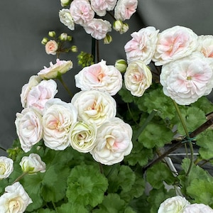 May include: A potted geranium plant featuring clusters of double-petaled flowers in shades of white and soft pastel pink. The plant has numerous rounded, scalloped green leaves and thin stems, with several unopened flower buds visible throughout.
