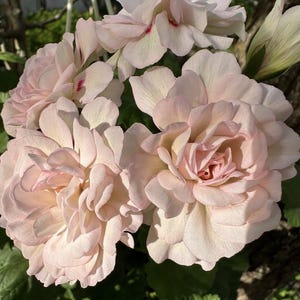 May include: A cluster of pale pink flowers with delicate petals. The flowers have a soft, almost white, hue with a hint of pink at the center. The flowers are arranged in a loose, natural cluster, creating a delicate and romantic look.