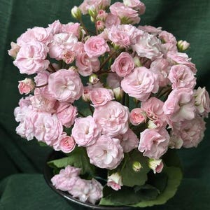 May include: A potted Kalanchoe blossfeldiana plant featuring numerous clusters of small, double-petaled light pink flowers. The plant has dark green, rounded leaves and is contained within a simple, dark-coloured, pedestal-style bowl planter.