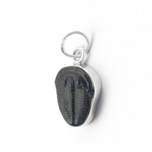 Fossil Trilobite Sterling Silver Pendant, Trilobite Fossil Pendant, Elrathia Trilobite Pendant in Sterling Silver, Fossil Silver Necklace