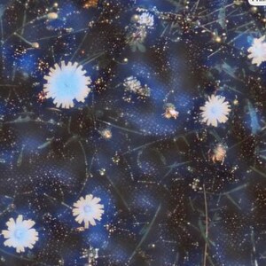 May include: Abstract floral pattern featuring light blue and white flowers against a dark blue background. The design includes delicate stems and small, scattered white dots, creating a dreamy, artistic effect.