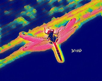 Dragonfly Photo Art  Wall Art Digital Download Vivid Blue Yellow Pink