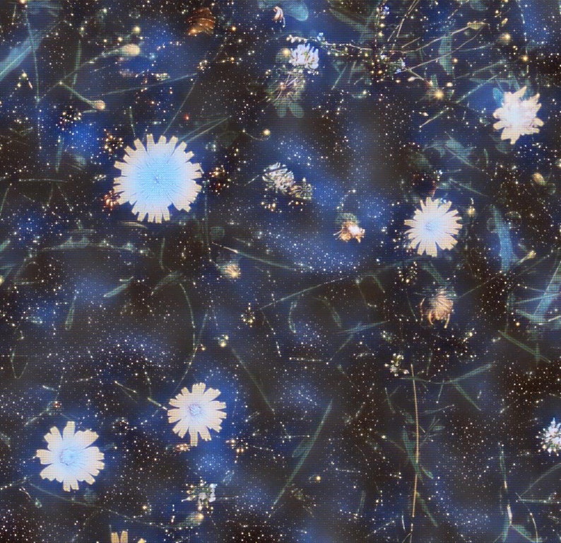 May include: A dark, dreamy image featuring a pattern of white and light blue flowers scattered across a dark blue background. The flowers have a star-like appearance, and the image has a soft, ethereal quality, with hints of green foliage.