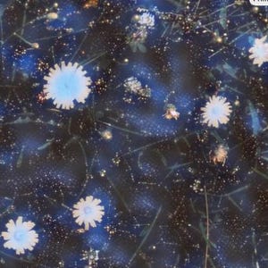 May include: Abstract floral pattern featuring light blue and white flowers against a dark blue background. The design includes delicate stems and small, scattered white dots, creating a dreamy, artistic effect.