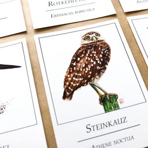 Postkarten Set Vögel | Vogelkunde Postkarten | Aquarell Kunstdruck | Heimische Vögel | Papagei | Ara | Bird Watching | Naturkunde