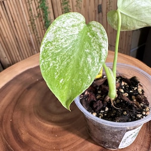 May include: A potted Monstera plant with a large, heart-shaped leaf featuring a vibrant green color speckled with white variegation. The plant is in a clear plastic pot filled with soil and sits on a wooden surface. The background includes a bamboo screen.