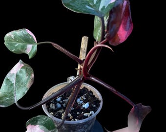 PPP698 Filodendro Pink Princess em vaso de 4 polegadas - planta exata.