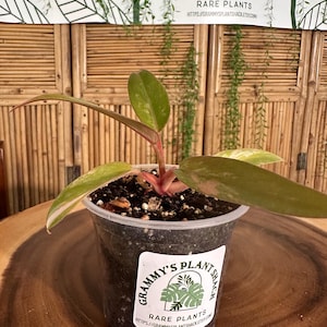 Puede incluir: Una planta en maceta con hojas verdes y rosas. La planta está en una maceta de plástico transparente con una etiqueta que dice "Grammy's Plant Shack Rare Plants". El fondo incluye una pantalla de bambú y una pancarta con el mismo logotipo.