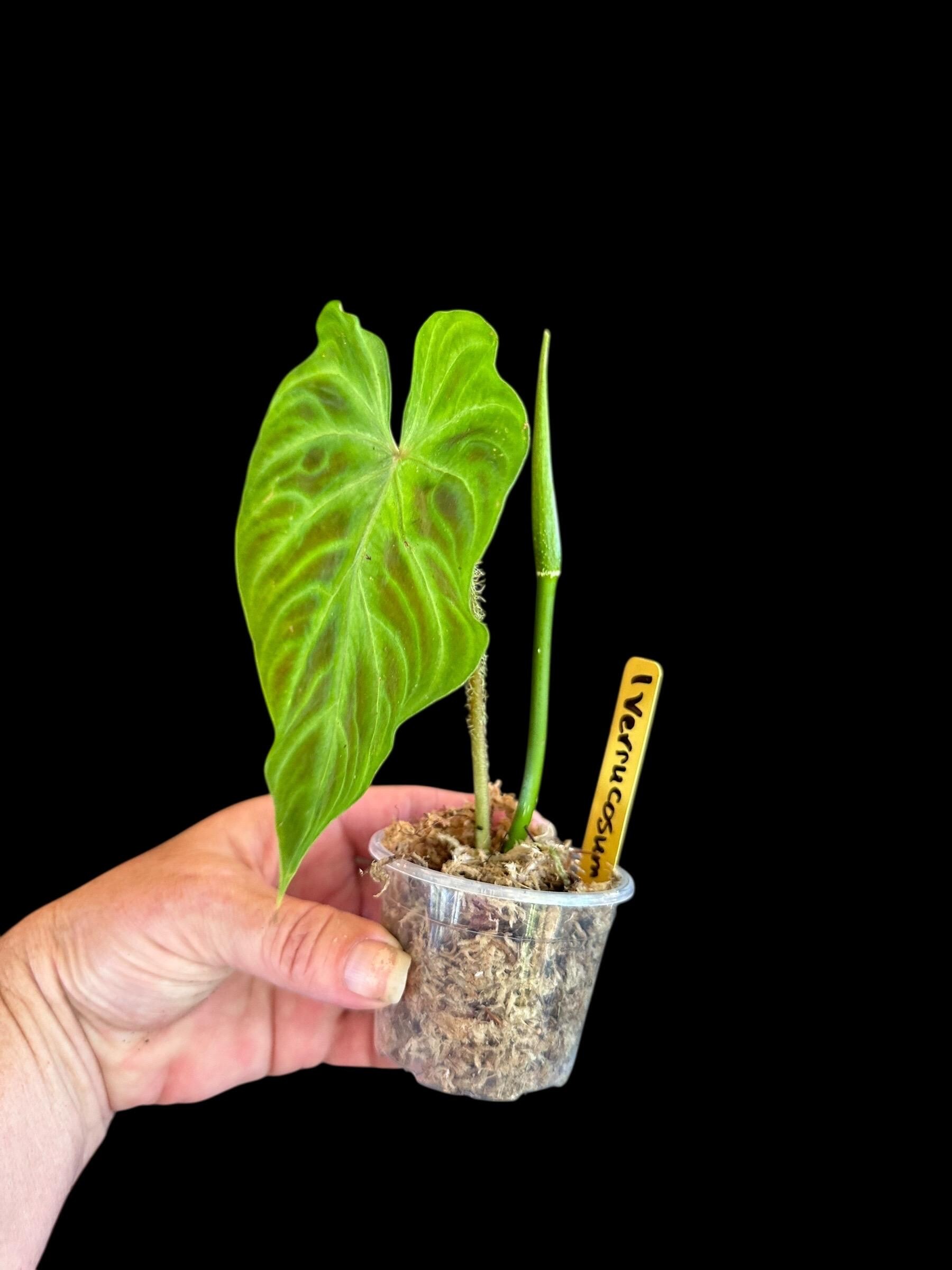 Verrucosum Philodendron