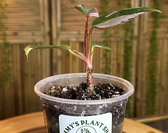 P7 Pink Princess Philodendron, maceta de 4 pulgadas - planta exacta.