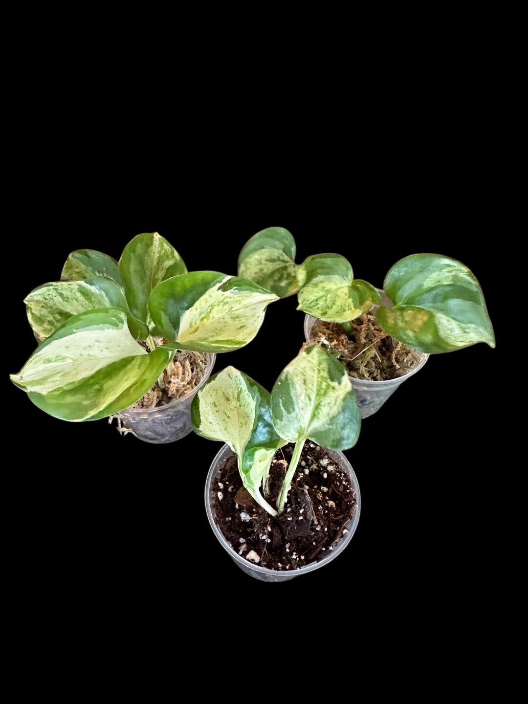 Pearls and Jade Pothos Bundle - Etsy