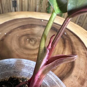 May include: Close-up of a young plant with vibrant colors. The stem transitions from green to a deep reddish-pink, with new leaves unfurling in shades of pink and green. The plant is in a clear plastic pot, set against a wooden background.