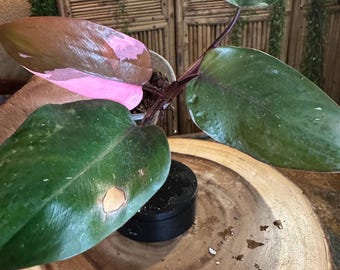 P89 Filodendro Princesa Rosa en maceta de 4 pulgadas - planta exacta.