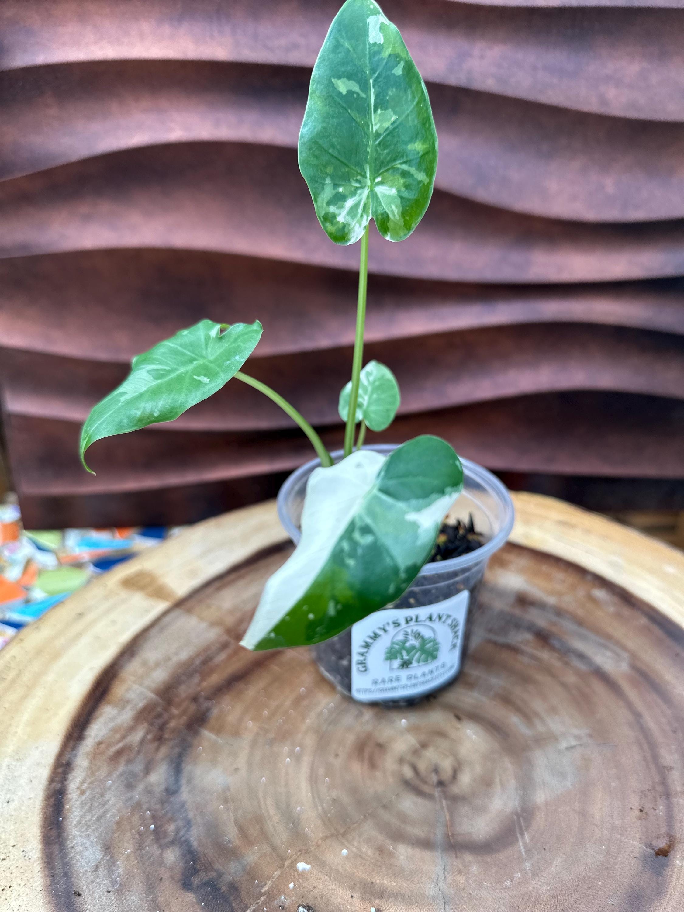 Alocasia Okinawa Silver - Etsy Canada