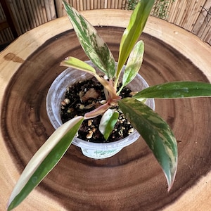 Puede incluir: Una taza de cerámica blanca con un asa negra y el texto "But First, Coffee" en negrita negra. La taza está sobre una superficie de madera. La taza mide aproximadamente 10 cm de alto.