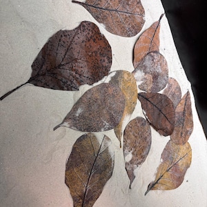 Brown Catappa Artificial Leaves D 9 - (Set of 12)