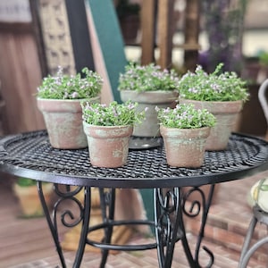 May include: Five small, weathered terracotta pots with a distressed green and brown finish, each containing a cluster of tiny green plants with small purple flowers, arranged on a round black metal table with a decorative scrollwork base.