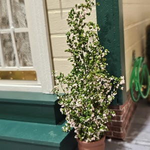 May include: A miniature potted plant with green leaves and small white flowers. The terracotta pot sits on a green painted step, with a glimpse of a white window frame and a brick wall in the background. A decorative item.