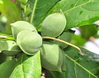 Live Tropical Almond Tree/ Terminalia catappa  / 1 @ 1.5 feet Tall /  Beautiful Shade Tree & Edible Seeds