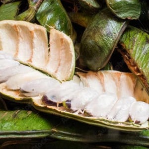 Ice Cream Bean Tree Inga /Live Guama Fruit Tree Approx.  2 feet Tall  Rare Tropical Plant/ Free shipping and priority mail.