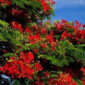 Royal Poinciana Tree (Flamboyant) live – 1.5 to 2 feet  Free Shipping and priority mail