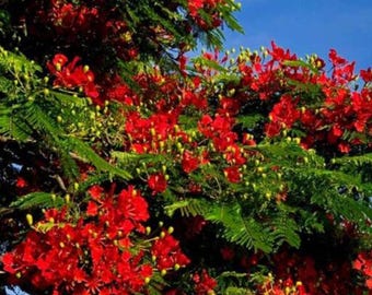 Royal Poinciana Tree (Flamboyant) live 10 @  12 inches Shipping priority