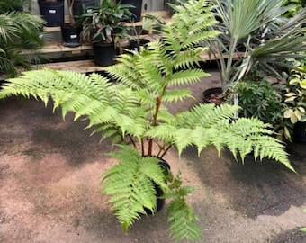 Australian Tree Fern – Rare Lush Sphaeropteris Cooperi 12 inches | Live Tropical Plant /palm fern / shipping  priority