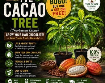 May include: Two live cacao trees in black pots with vibrant red and yellow cacao pods, one split open to reveal white pulp and seeds. Text includes LIVE CACAO TREE, BOGO! BUY ONE & GET ONE FREE!, TREE OF LIFE TROPICAL, and GROW YOUR OWN CHOCOLATE.