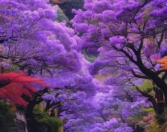 Jacarandá morado / 45-60 cm de altura / Elegante árbol de sombra / Planta viva / Envío gratuito y correo prioritario