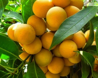 Mango Plum Tree Live Plant 12-18 Inches – Tropical Fruit Tree – Sweet Exotic Fruit