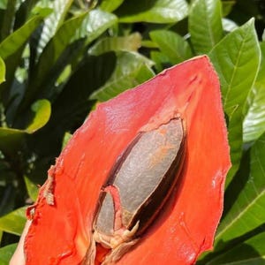 Mamey Sapote Tree / Pouteria sapota – 2feet Live Tropical Fruit Tree / Free Shipping & Priority Delivery