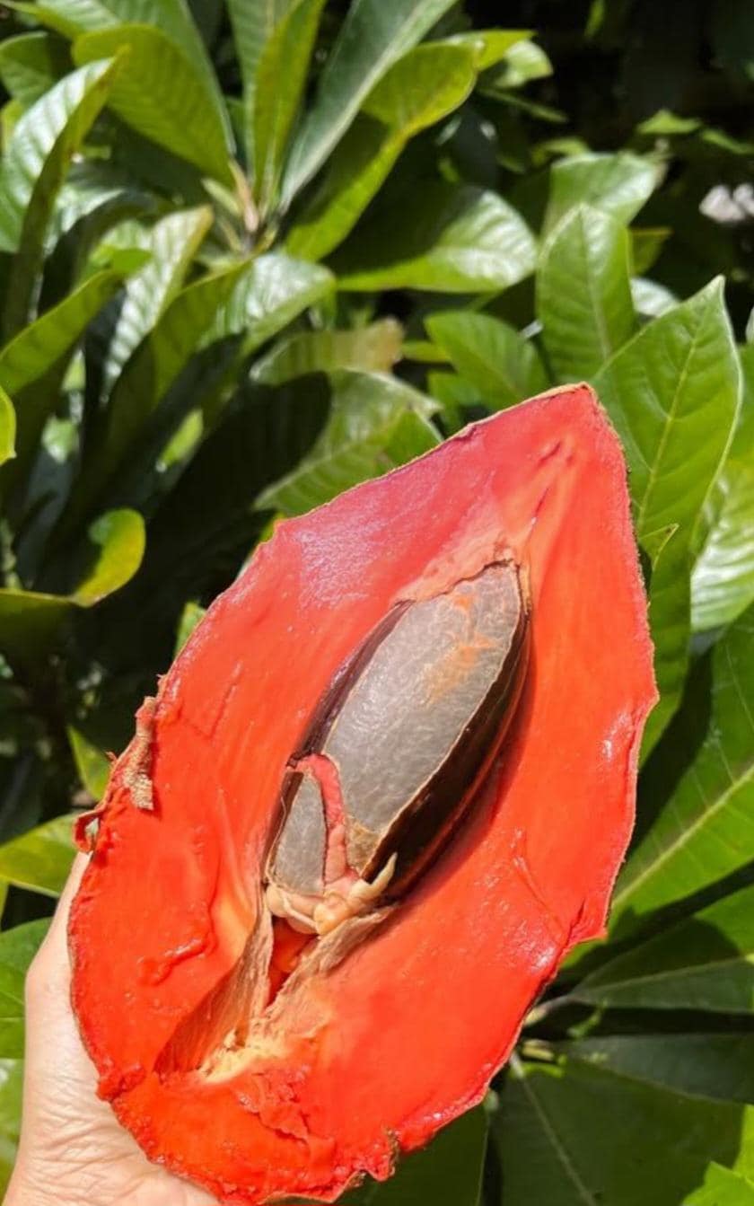 Mamey Sapote Tree / Pouteria sapota – 2feet Live Tropical Fruit Tree / Free Shipping & Priority Delivery