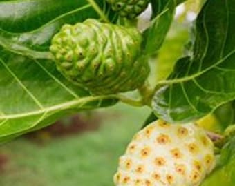 Noni Plant - Morinda Citrifolia - Indian Mulberry - 1.5  feet approx. tall Live Plant - Medicinal Uses Free Shipping / USDA Certified