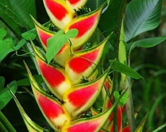 Heliconia wagneriana –Two stems with roots/ 1 feet approx / correo prioritario