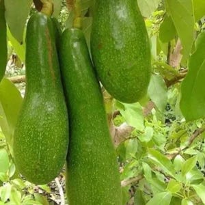 Russell Avocado Tree Large Pear-Shaped Tropical / 1.5 @ 2 feet approx  / Free shipping