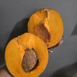 Mamme apple / Mamey Tree (Pouteria sapota) Tropical Mamey / Mammea Americana / Live Tree / Free ship priority Mail / USDA cert 1.5 @ 2 feet