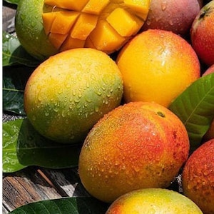 Grafted Mango Keitt Tree 2-3 ft – Live Tropical Fruit Tree – Sweet and Juicy – Easy to Grow – Free Shipping & Priority