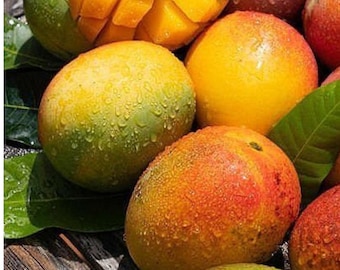 Grafted Keitt Mango Tree (2-3 ft) – Live Tropical Fruit Tree No Shipping to CA