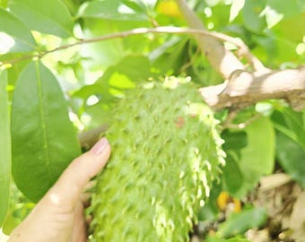 Special offer! 2 Tropical Fruit Trees – Passion fruit, & Soursop – Live Tree Bundle (1–1.5 Ft) shipping priority USDA CERT.